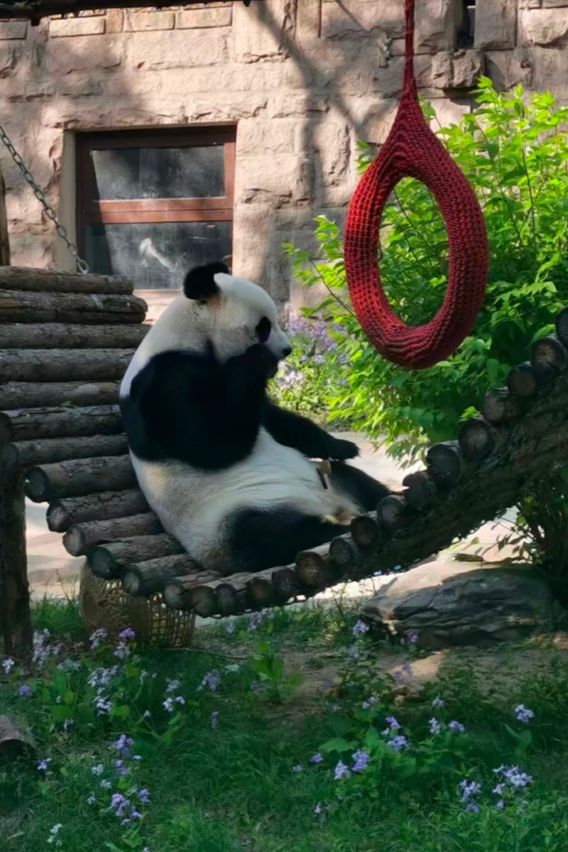 Beijing Zoo + Tiananmen Square + Forbidden City